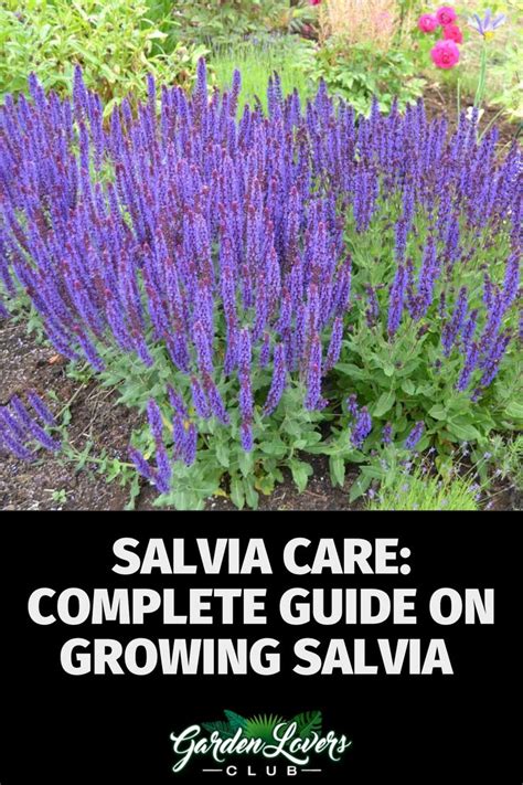 what reading on moisture meter for salvia|purple salvia plant care.